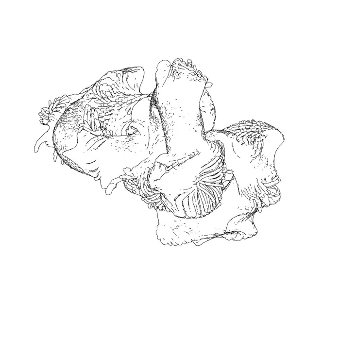 Neural Bodies